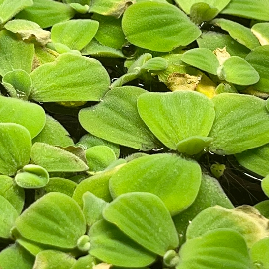 dwarf water lettuce plants